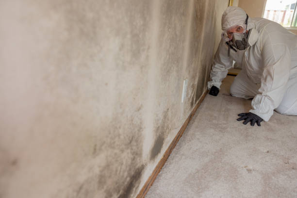 Mold Removal for HVAC Installations in Gruetli Laager, TN